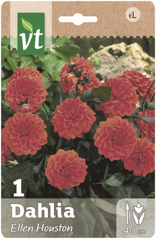 Catalogus Detail Bloembollen Te Planten In De Lente Dahlia Ellen