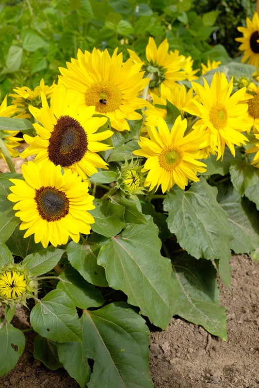 Zonnebloemen Zaaien In Potjes Ridderspoor Zaaien In Januari